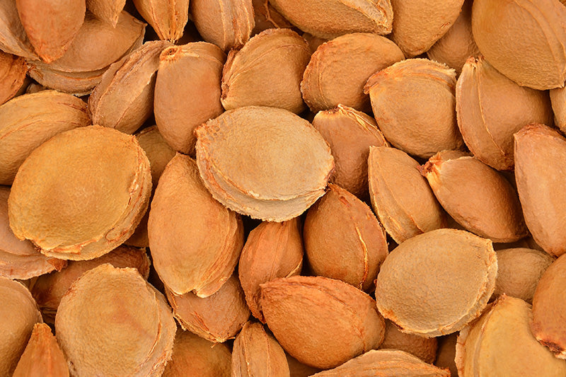 Apricot Kernel