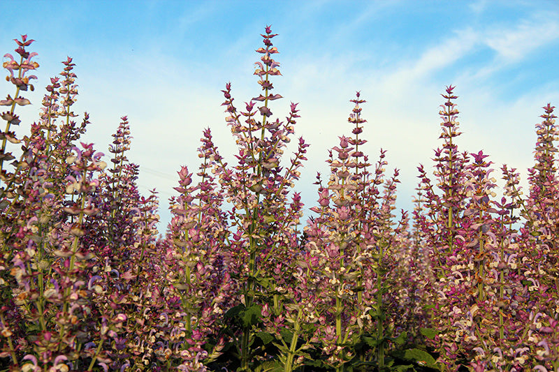 Clary Sage