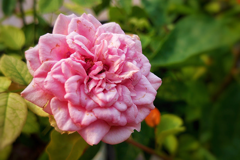 Damask Rose