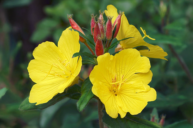 Evening Primrose