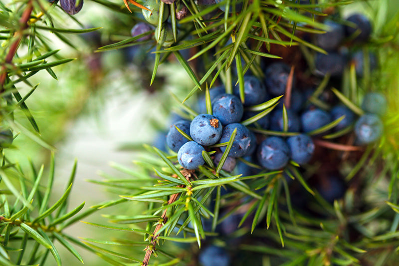 Juniper Berry