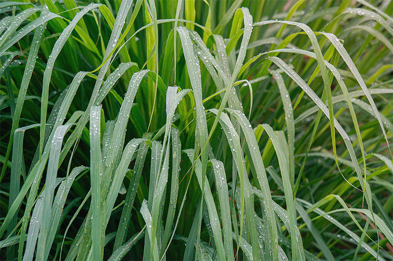 Lemongrass
