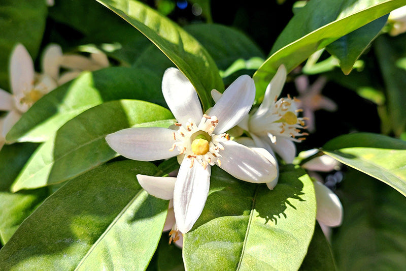 Neroli