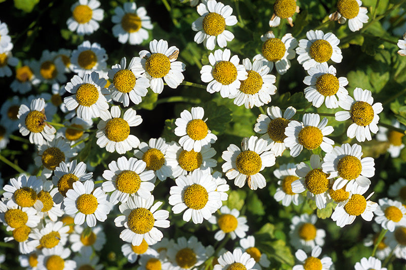 Roman Chamomile