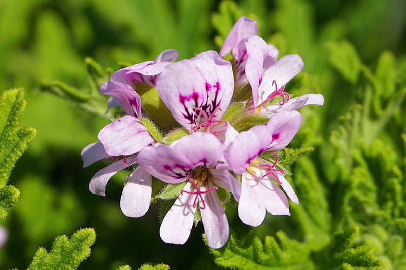 Rose Geranium