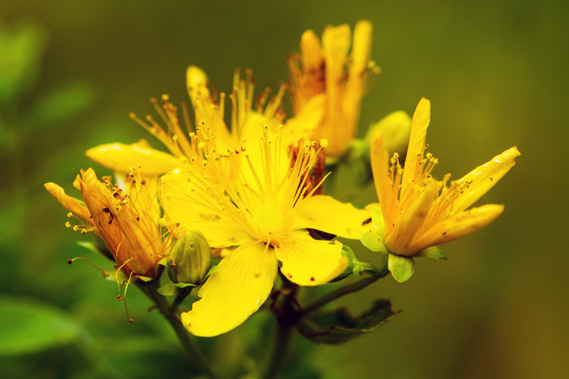 St. John's Wort