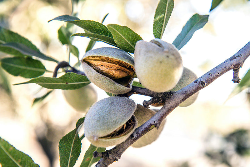 Sweet Almond