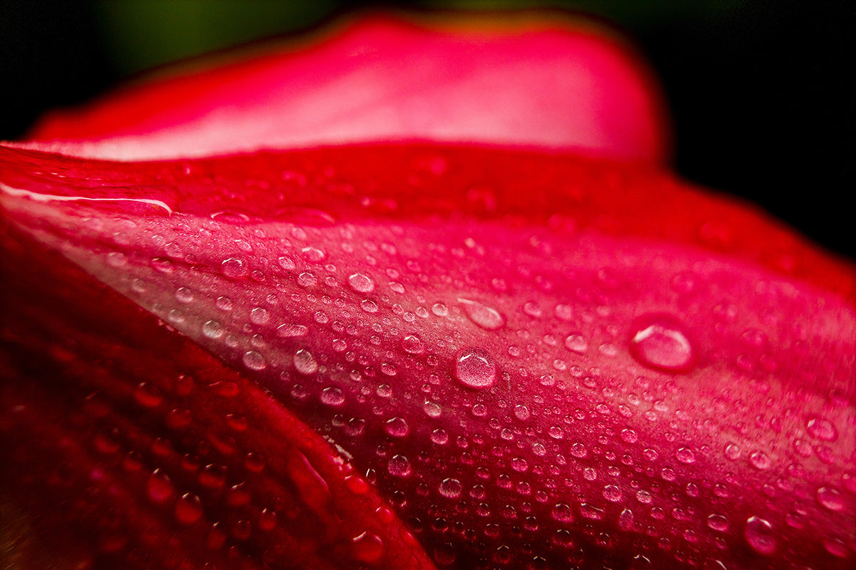 Close-up of a red flower petal with water droplets on a dark background