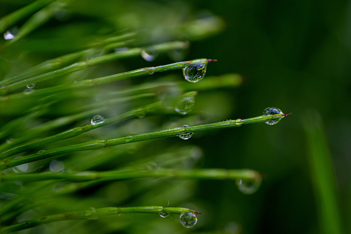 Close-up of grass with water droplets on a blurred green background